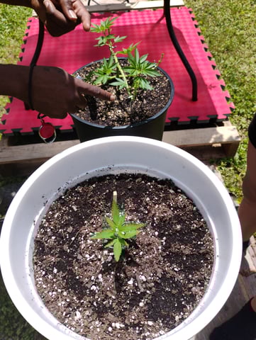 Joker Auto Flower — germination, day 3