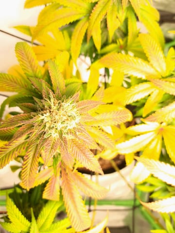 Blue Cheese from Barney's Farm — flower, day 54