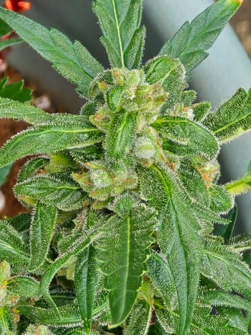 Green Gelato Auto — flower, day 60