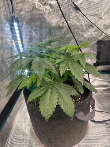  Alaska Thunderfuck — vegetative, day 18
