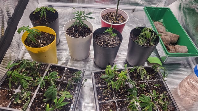 2x2x4 — vegetative, day 36