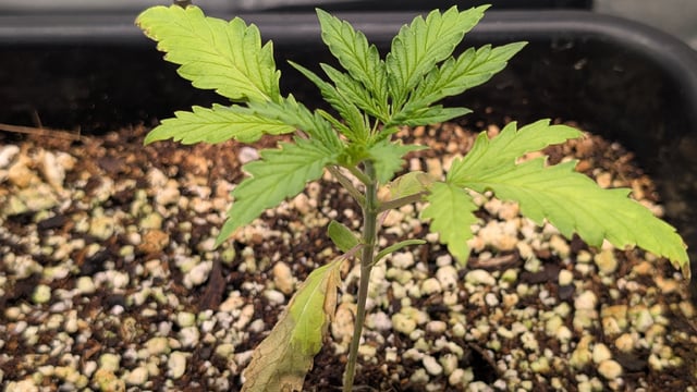 Lemon Cherry Gelato Auto — vegetative, day 19