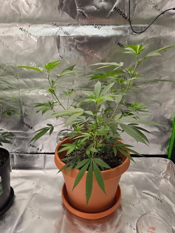 Evermore clones — vegetative, day 22