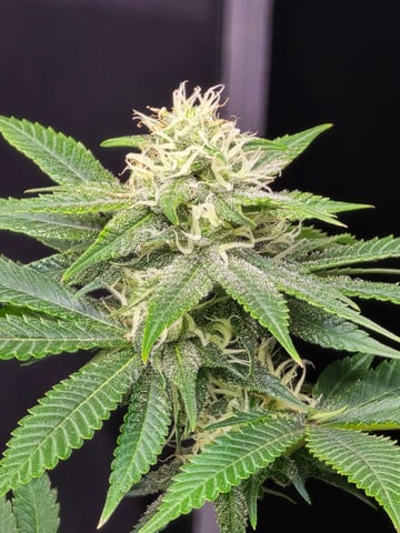 Purple Haze  — flower, day 81