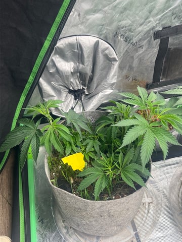 s1 Jokerz — vegetative, day 59