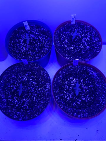 Gelly Mama and Sugar Tree — seedling_rooting, day 14