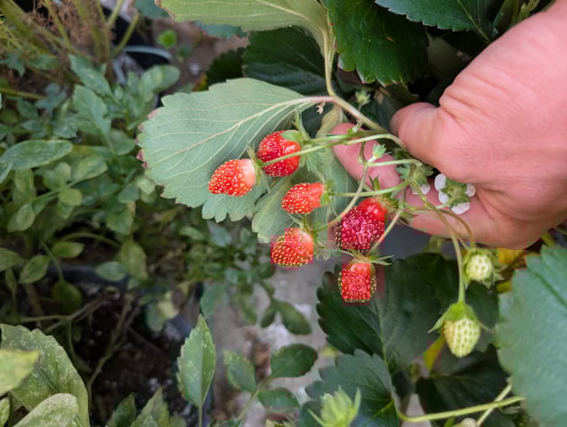 outdoor hydro ladder — vegetative, day 91