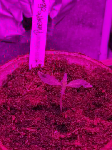 1st Ever Grow — seedling_rooting, day 13