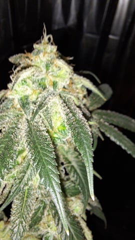 b1. — flower, day 143