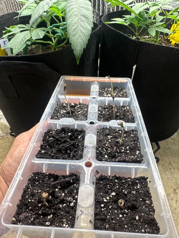 trying some bag seeds — vegetative, day 2