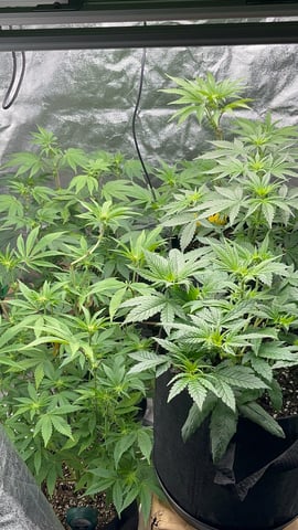 CB (Fem Photo) — flower, day 37