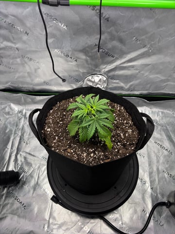 Fall 2025 Grow — vegetative, day 22