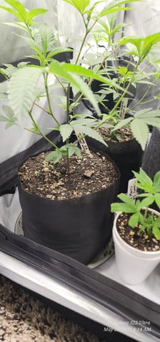 Punch Mints Female Pheno #2 Clone(s) — done, day 42
