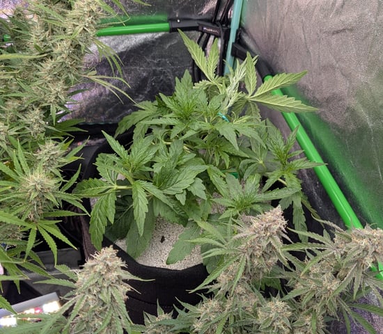 Perpetual Autoflower Mixed Grow #3 — flower, day 78