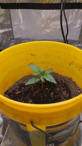 Wedding Cake Auto