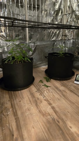 B2 — vegetative, day 43