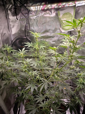 black gorilla feminized  — flower, day 17