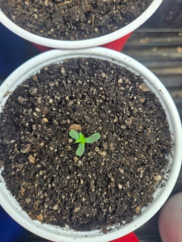 fruitstripe-x-breathworks VS Tropical cherry vs kush cake. vs og haze — seedling_rooting, day 7
