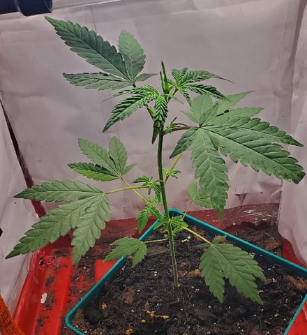 Plant 10A
