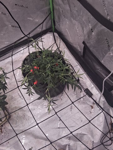 White Widow — vegetative, day 59