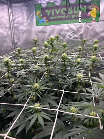 Barney’s Farm  — flower, day 56