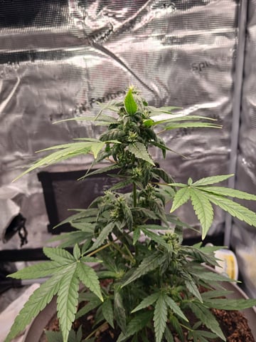 black gorilla feminized