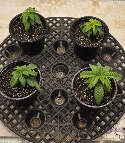 SGC & GWS — vegetative, day 21