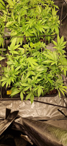 Indigo Saphirex2 And Slush Mint Cake X2 — vegetative, day 53