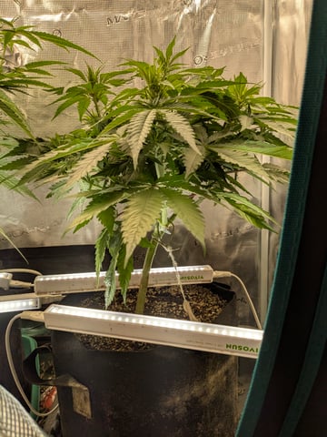 1st grow continued  — flower, day 73