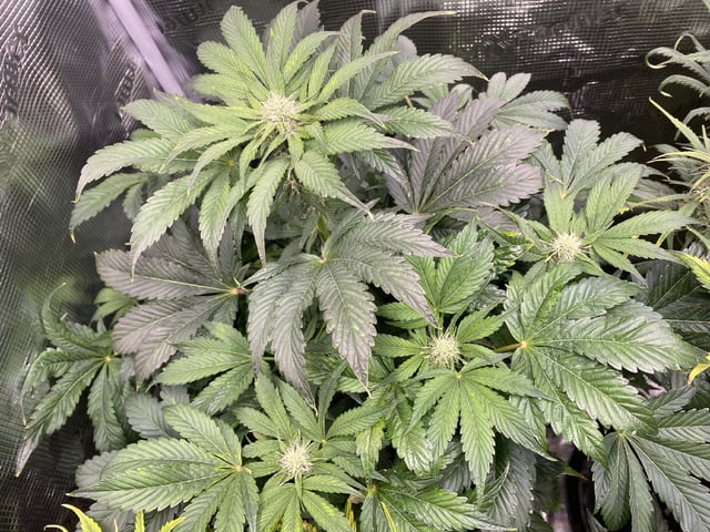 Auto Run #1 2025-2026 — flower, day 74