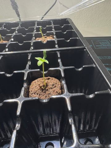 First Grow (Hydro) — germination, day 5
