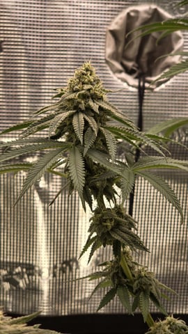  1 Blue Zushi x Venom & 1 Jack Here x Strawberry Cookies OG — flower, day 90