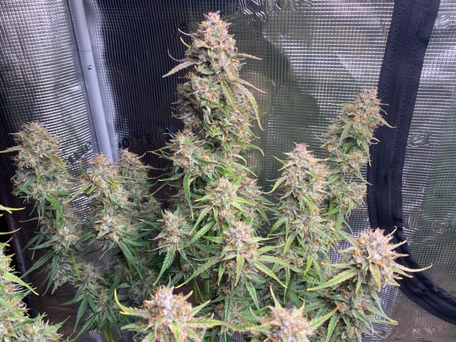 Auto Run #1 2025-2026 — flower, day 96