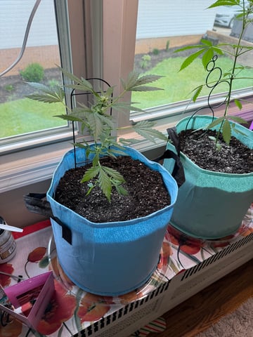 First Run — flower, day 61