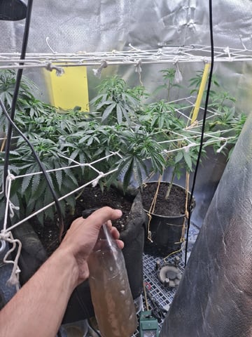 1st Grow - ROYAL MOBY (indoor)(photop.) — vegetative, day 90