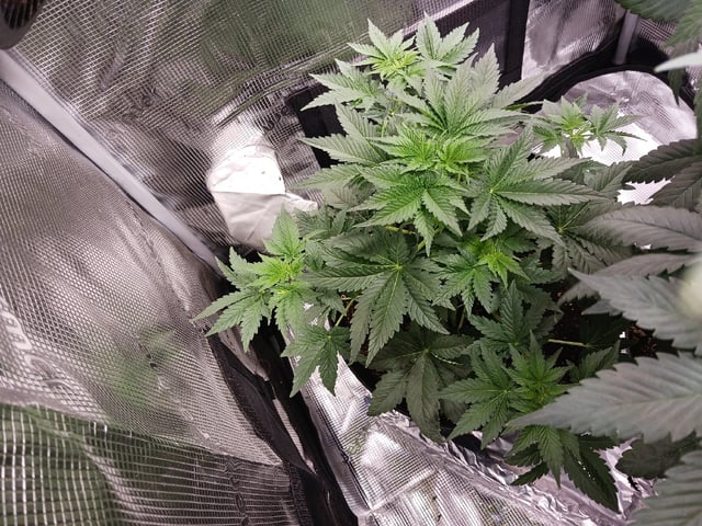Gorilla Sherbert Feminized From Blimburn Seeds  — flower, day 39