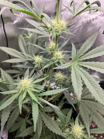 Pull my finger and Mowie Wowie — grow_setup, day 69