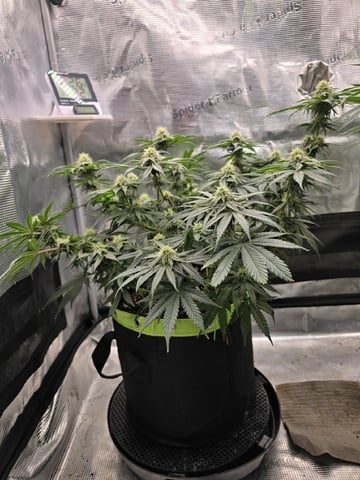  1 Blue Zushi x Venom & 1 Jack Here x Strawberry Cookies OG — flower, day 68