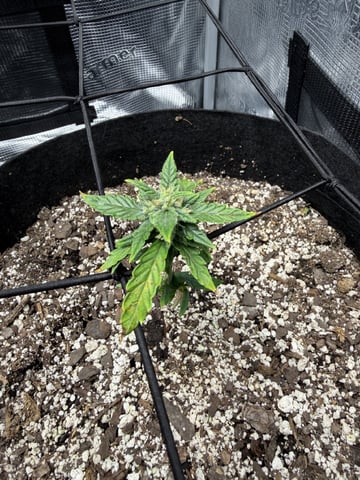 Gorilla Cookies — 1st Grow — flower, day 54