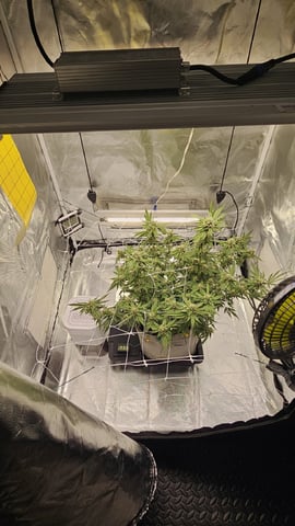 Jelousy Fast(Photo) & Ultra Voilet (Auto) — flower, day 50