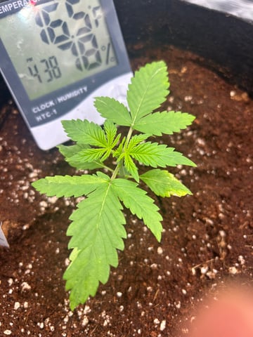 sticking to basics second grow — vegetative, day 8