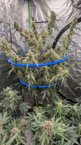 Mixed Grow — flower, day 91