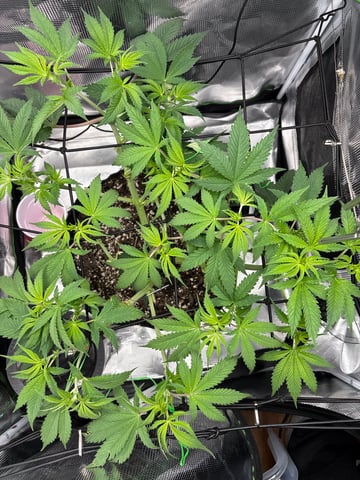 Blackberry Kush — vegetative, day 38