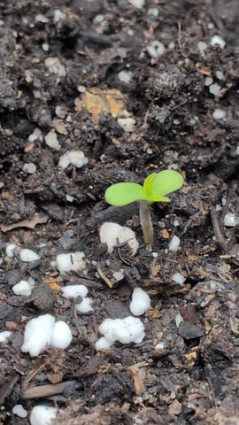 memphisto 3 bears OG, ethos high note r1 — germination, day 4