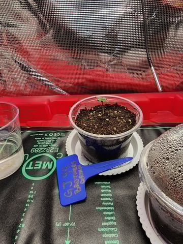 HE1E we GROW  — seedling_rooting, day 28