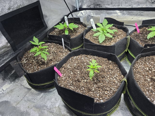 Autos AGAIN — vegetative, day 19