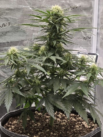 StrawZ (autoflower) — flower, day 50
