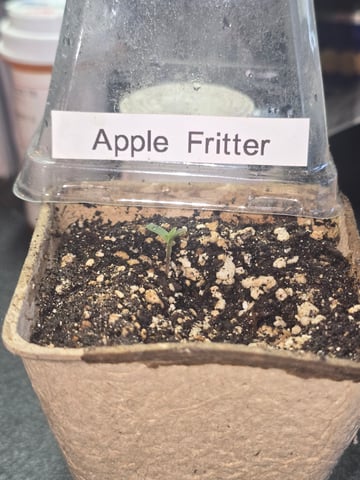 Apple Fritter  — grow_setup, day 1