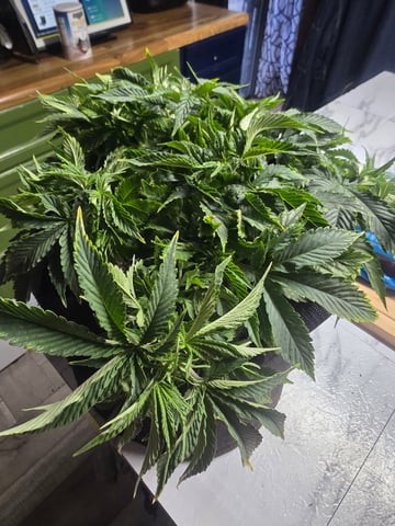 first grow — vegetative, day 20