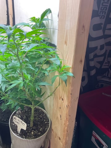 AK Clone — vegetative, day 54